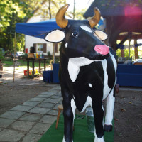 schwarze Mellkkuh auf einem Oktoberfest